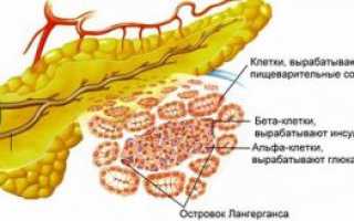 Какой орган вырабатывает инсулин
