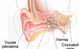 Анатомия уха человека