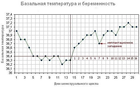 Базальная температура и беременность