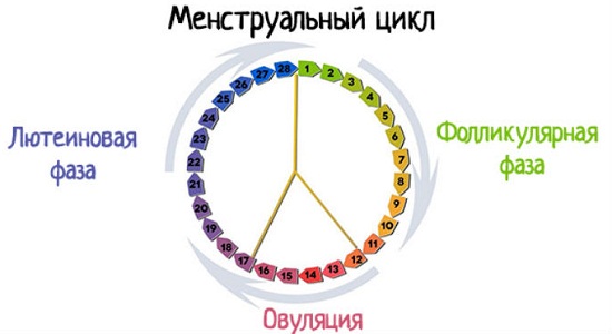 Болят яичники во время и после месячных