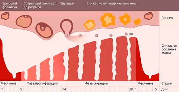 В какой день цикла проводится гистероскопия матки