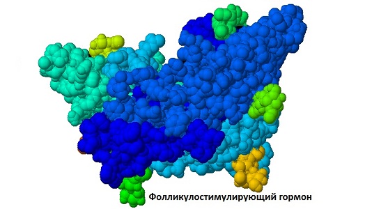 Функции фолликулостимулирующего гормона