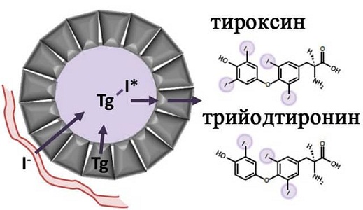 Гормоны щитовидной железы
