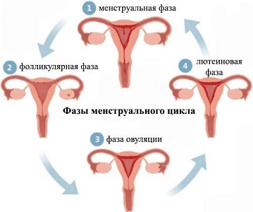 Менструальный цикл при опсоменорее