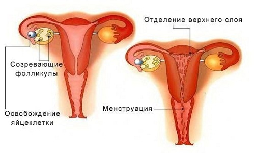 Менструация при грудном вскармливании