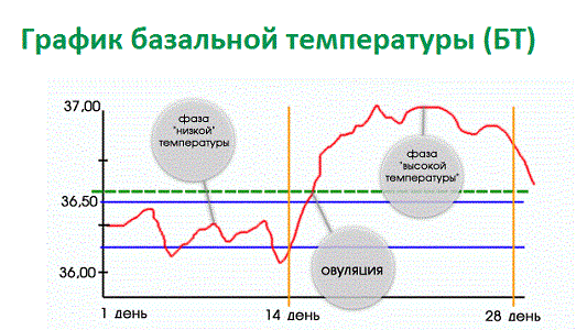 Нормальные показатели базальной температуры