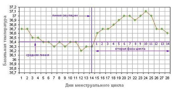 Определение овуляции с помощью графика базальной температуры