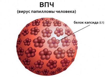 Причины дисплазии шейки матки