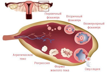 Признаки овуляции