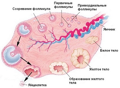 Признаки нарушения овуляции на УЗИ