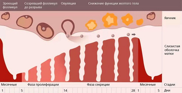 Расчет овуляции при нерегулярном цикле