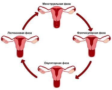 Три фазы менструального цикла