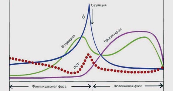 Уровень гормонов на стадии овуляции