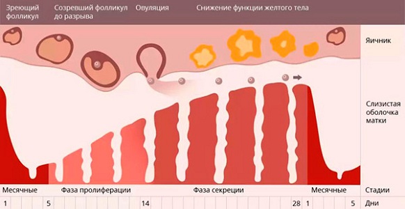 Уровень гормонов при месячных