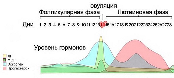 Уровень гормонов во время месячных