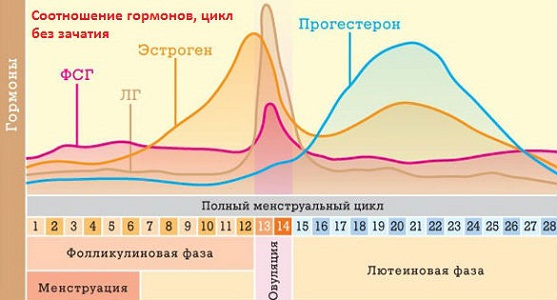 Влияние гормонов на базальную температуру