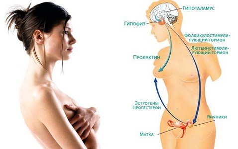 Влияние пролактина на сердце перед месячными