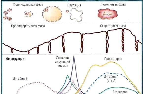 Фазы менструального цикла