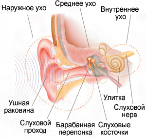 Устройство наружного уха