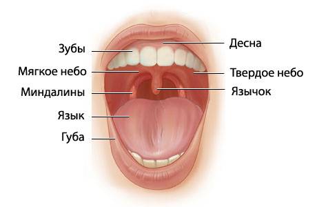 Строение внутренней полости