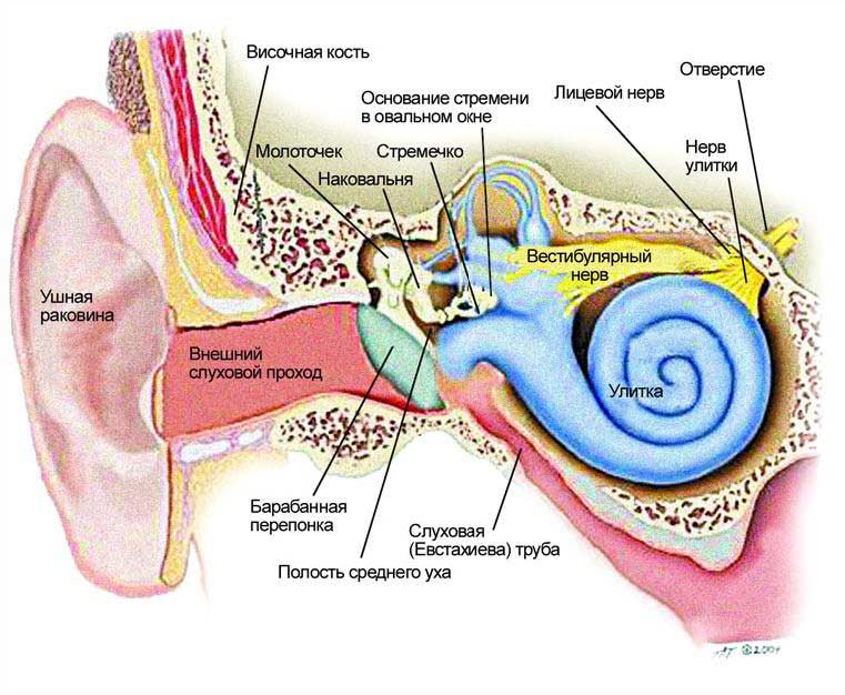 Строение уха