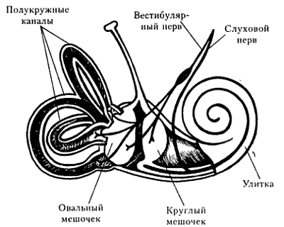 Расположение нервов улитки