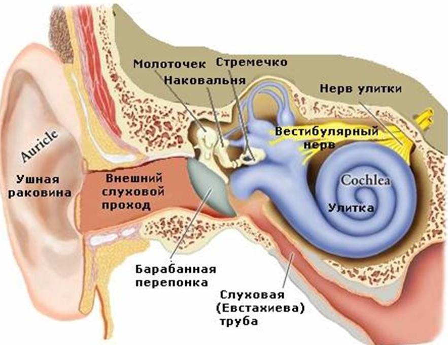 Расположение внутреннего уха