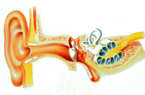 Внутреннее ухо