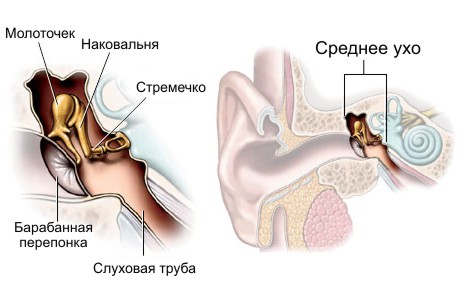 Анатомия среднего уха