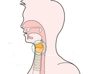 Расположение гортани
