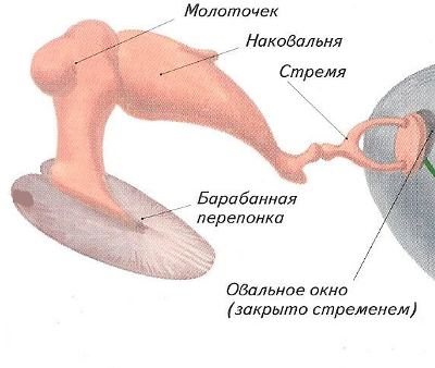 Слуховые косточки