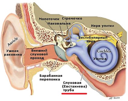 среднее ухо 3